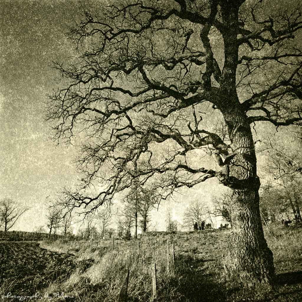 Tree Tuesday My very first LITH PRINT ever! | Shimmering Grains